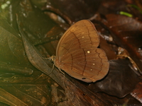 Large Faun - ssp incerta  - Doi Phu Kha NP