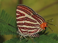 Large Long-banded Silverline - ssp seliga  - Chonburi