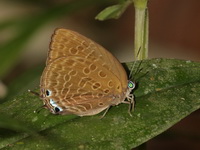 Large Metallic Oakblue - ssp agnis - male  - Khao Banthad WS