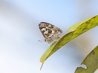 Large Pointed Pierrot - ssp tessellata  - Mae Wong NP