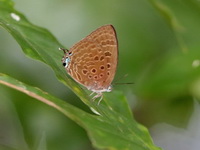 Large Spotted Oakblue - ssp hirava  - Thale Ban NP
