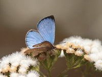 Large-spot Blue - ssp coelestis - male  - Doi Lang