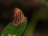 Larger Harlequin - ssp berthae - male  - Khao Ang Rue Nai WS