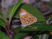 Larger Harlequin - ssp haquinus - female  - Phuket