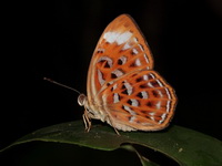 Larger Harlequin - ssp haquinus - female  - Khao Luang Krung Ching NP