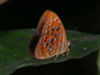 Larger Harlequin - ssp haquinus - male  - Phuket