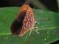 Larger Harlequin - ssp haquinus - male  - Phuket