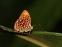 Larger Harlequin - ssp haquinus - male  - Betong