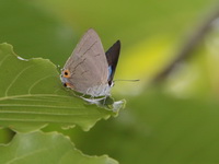 Larut's Royal - ssp larutensi - male  - Khao Luang NP