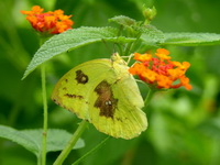 Lemon Emigrant - ssp pomona - female form catilla  - Phuket