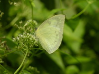 Lemon Emigrant - ssp pomona - female form crocale  - Phuket