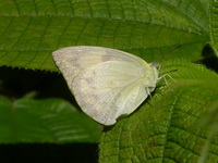 Lemon Emigrant - ssp pomona - female form crocale  - Phuket