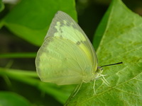 Lemon Emigrant - ssp pomona - female form jugurtha  - Phuket