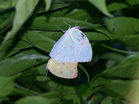 Lemon Emigrant - ssp pomona - male form hilaria & female form pomona  - Phuket