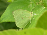 Lemon Emigrant - ssp pomona - male form hilaria  - Phuket