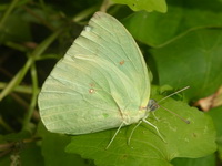 Lemon Emigrant - ssp pomona - male form hilaria  - Phuket