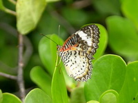 Leopard Lacewing - ssp euanthes - female  - Phuket