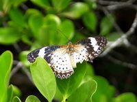 Leopard Lacewing - ssp euanthes - female  - Phuket