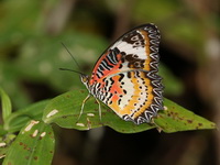 Leopard Lacewing - ssp euanthes - male  - Thong Pha Phum NP