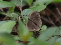 Lesser Bushbrown - ssp sagittigera  - Khao Ramrom