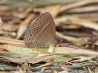 Lesser Bushbrown - ssp sagittigera  - Khao Ramrom