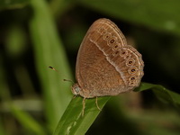 Lesser Bushbrown - ssp sagittigera  - Bang Lang NP