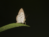 Lesser Darkie - ssp substrigosus  - Bang Lang NP