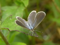 Lesser Grass Blue - ssp lampa  - Phuket