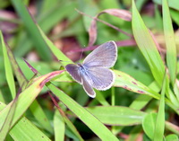Lesser Grass Blue - ssp lampa  - Phuket