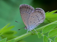 Lesser Grass Blue - ssp lampa  - Chumphon