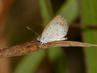 Lesser Grass Blue - ssp lampa  - Khao Ramrom