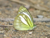 Lesser Gull - ssp nadina - female  - Phuket