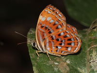 Lesser Harlequin - ssp thuisto  - Khao Luang Krung Ching NP