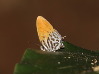 Lesser Posy - ssp rufotaenia  - Bang Lang NP