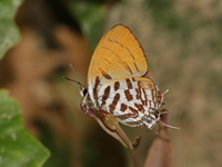 Lesser Posy - ssp rufotaenia  - Pha Dam