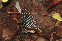 Lesser Zebra - ssp indochinensis - male  - Kaeng Krachan NP