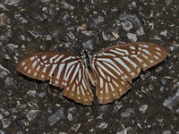 Lesser Zebra - ssp perakensis - female  - Bang Lang NP
