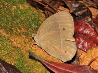 Lilacine Bushbrown - ssp sanatana  - Doi Ang Khang