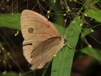 Lilacine Bushbrown - ssp sanatana  - Doi Ang Khang