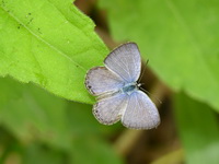 Lime Blue - ssp tavoyanus - male  - Phuket