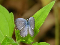 Lime Blue - ssp tavoyanus - male  - Phuket