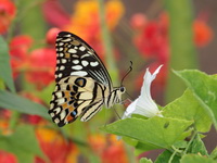 Lime Butterfly - ssp malayanus - male  - Baan Maka
