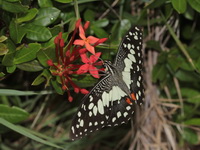 Lime Butterfly - ssp malayanus - male  - Ta Phraya NP