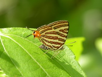 Long-banded Silverline - ssp senama - female  - Koh Tarutao NP