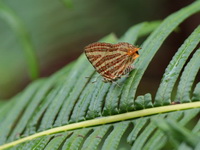 Long-banded Silverline - ssp senama - female  - Khao Ramrom
