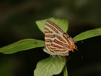 Long-banded Silverline - ssp senama - male  - Bang Lang NP