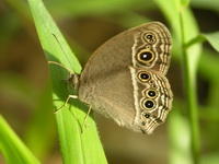 Long-branded Bushbrown - ssp phamis  - Phuket