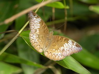 Long-lined Viscount - ssp consanguinea - female  - Phuket