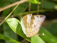 Long-lined Viscount - ssp consanguinea - female  - Phuket