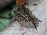 Lurcher - ssp vasuki  - Kaeng Krachan NP